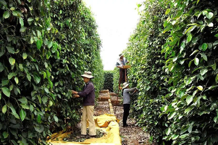 Xuất khẩu hồ tiêu sang EU và Mỹ: Cần thay đổi phương thức sản xuất, để vượt rào cản kỹ thuật