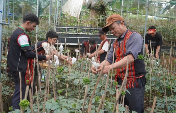 Đà Nẵng: Lễ hội quốc tế mở cơ hội nâng tầm thương hiệu Sâm Ngọc Linh