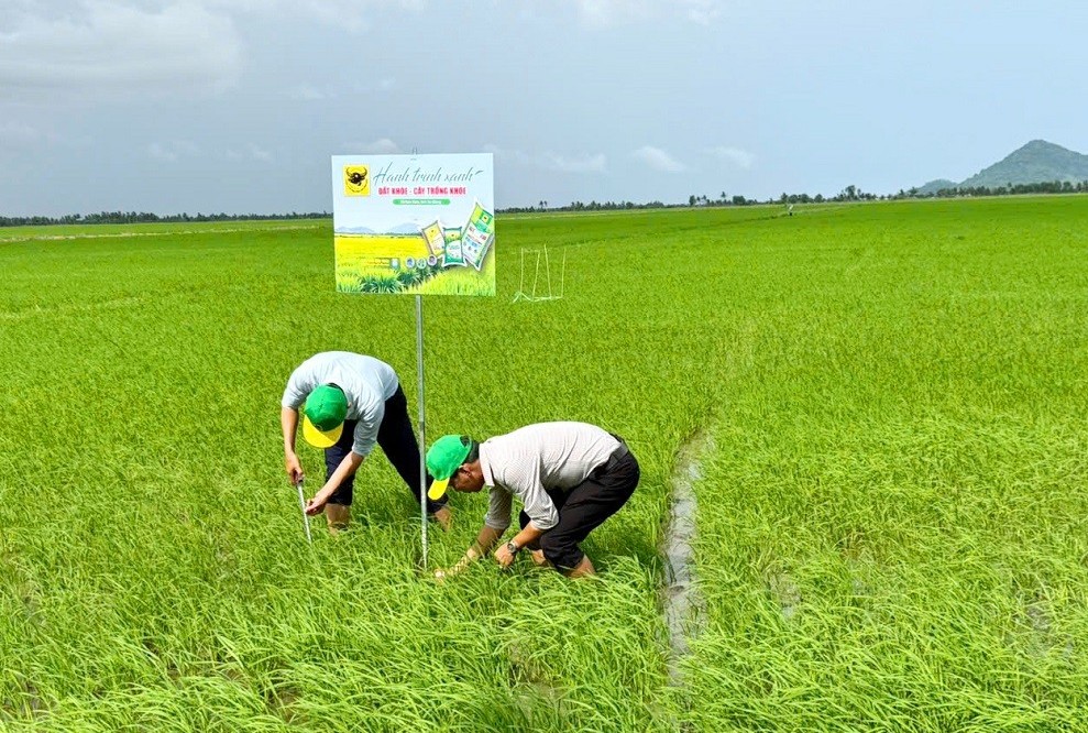 Đổi mới tư duy trên vùng đất phèn để tăng hiệu quả trồng lúa