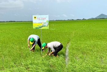 Đổi mới tư duy trên vùng đất phèn để tăng hiệu quả trồng lúa