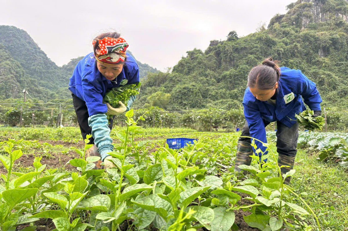 Nông nghiệp hữu cơ: Một giải pháp thúc đẩy kinh tế xanh ở Việt Nam