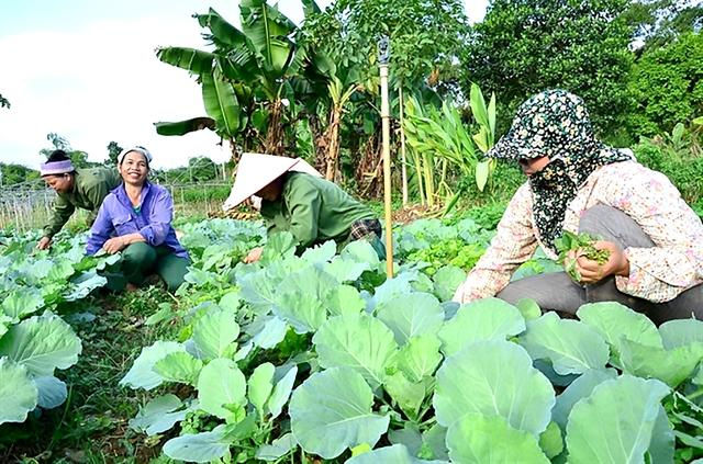 Nông nghiệp hữu cơ: Một giải pháp thúc đẩy kinh tế xanh ở Việt Nam