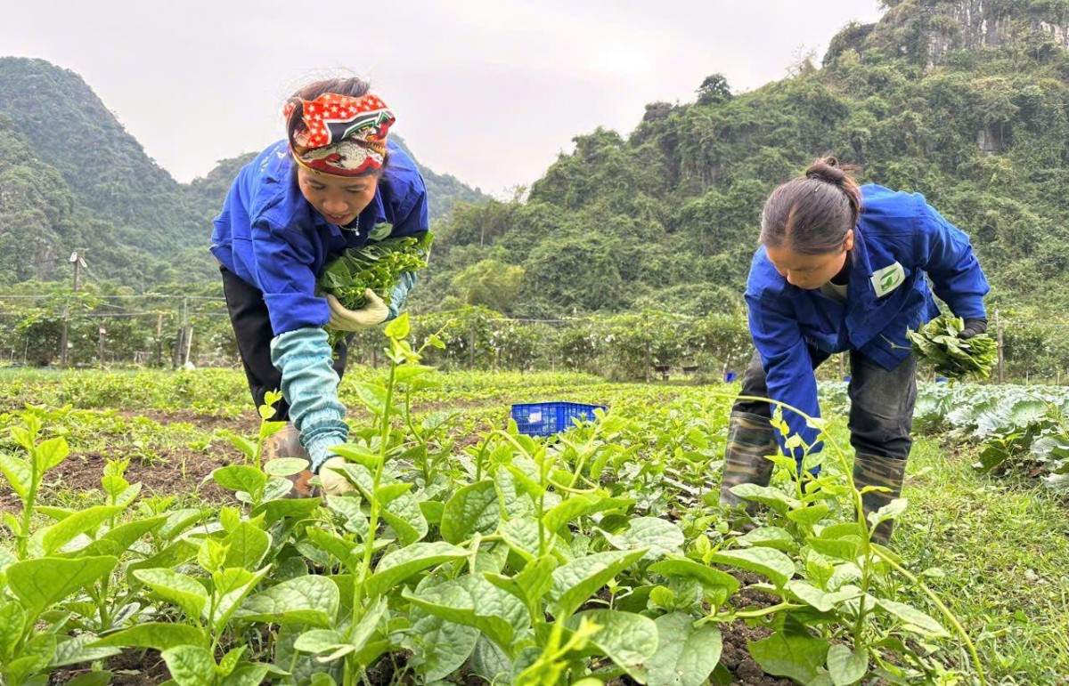 nong nghiep huu co mot giai phap thuc day kinh te xanh o viet nam