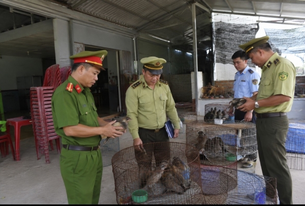 Đồng Tháp siết chặt kiểm tra, xử lý vi phạm về động vật hoang dã