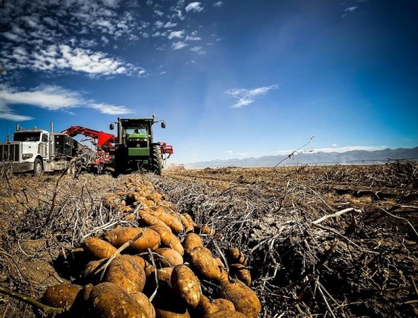 Colorado: Nông dân chuyển đổi luân canh để duy trì sản xuất khoai tây