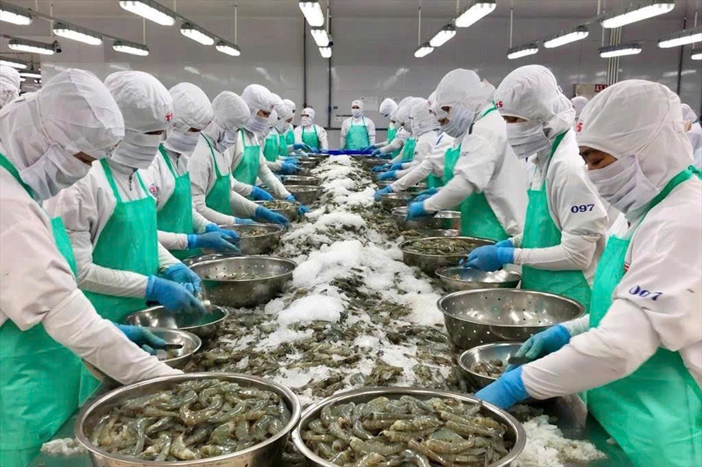 Kiểm soát dư lượng kháng sinh: Chìa khóa nâng cao giá trị thủy sản Việt Nam
