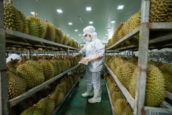 50 cơ sở kiểm nghiệm Cadimi, Vàng O trong quả tươi xuất khẩu sang Trung Quốc