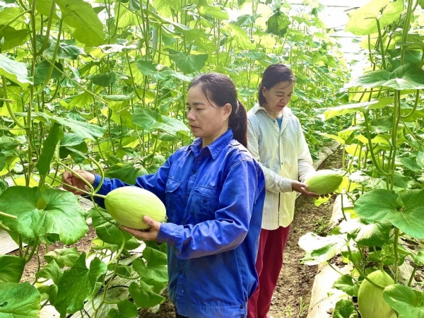 Nâng cao giá trị canh tác từ trồng dưa hữu cơ