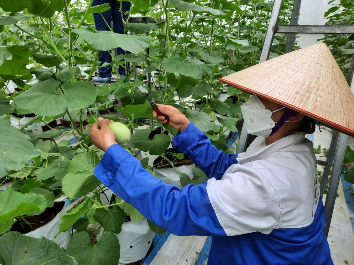 Quảng Ninh và VOAA tăng cường phối hợp phát triển nông nghiệp hữu cơ
