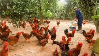Phát triển chăn nuôi gà hữu cơ gắn với bảo vệ môi trường nông thôn: Từ lý luận đến giải pháp thực tiễn