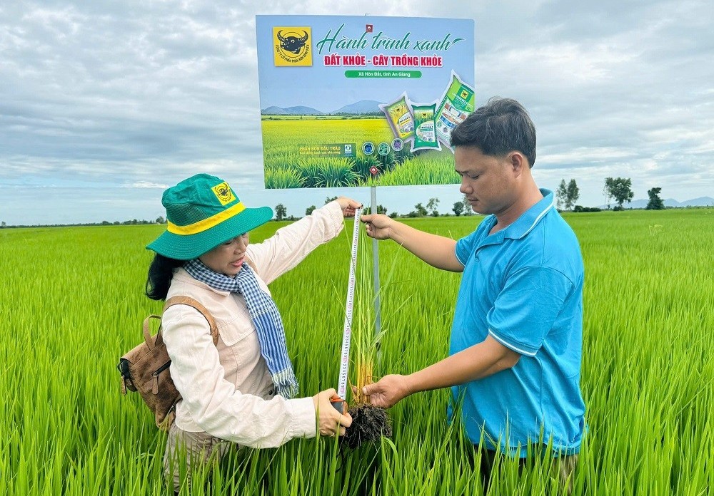 cai tao dat dau vu chu dong han che ngo doc phen cho lua