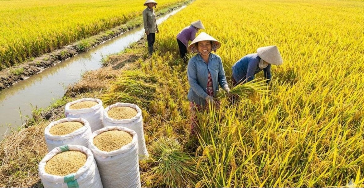 chuan bi festival quoc te nganh hang lua gao viet nam lan thu ii nam 2026
