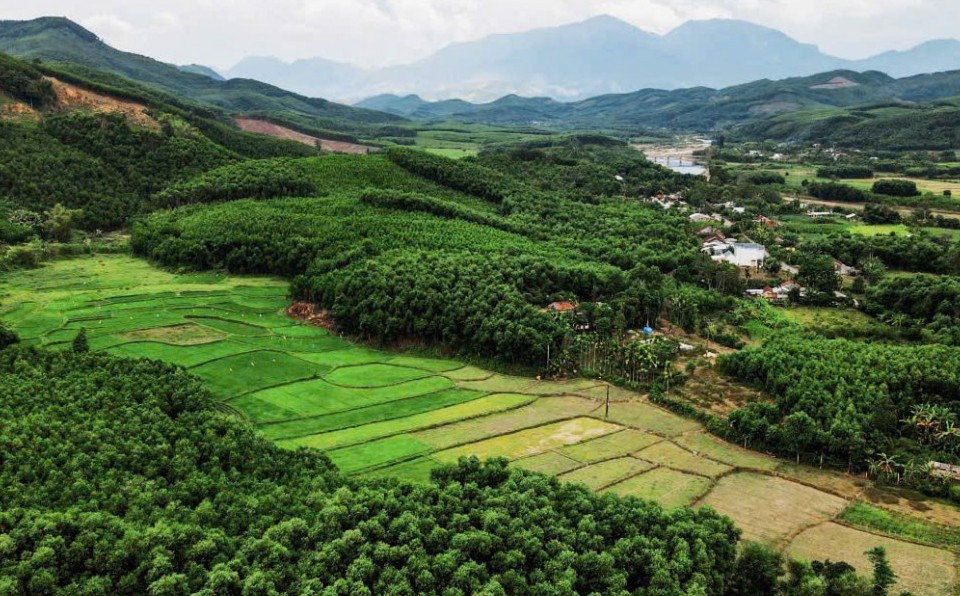 chuyen tu trong keo chu ky ngan sang phat trien rung go lon huong di moi cho lam nghiep da nang