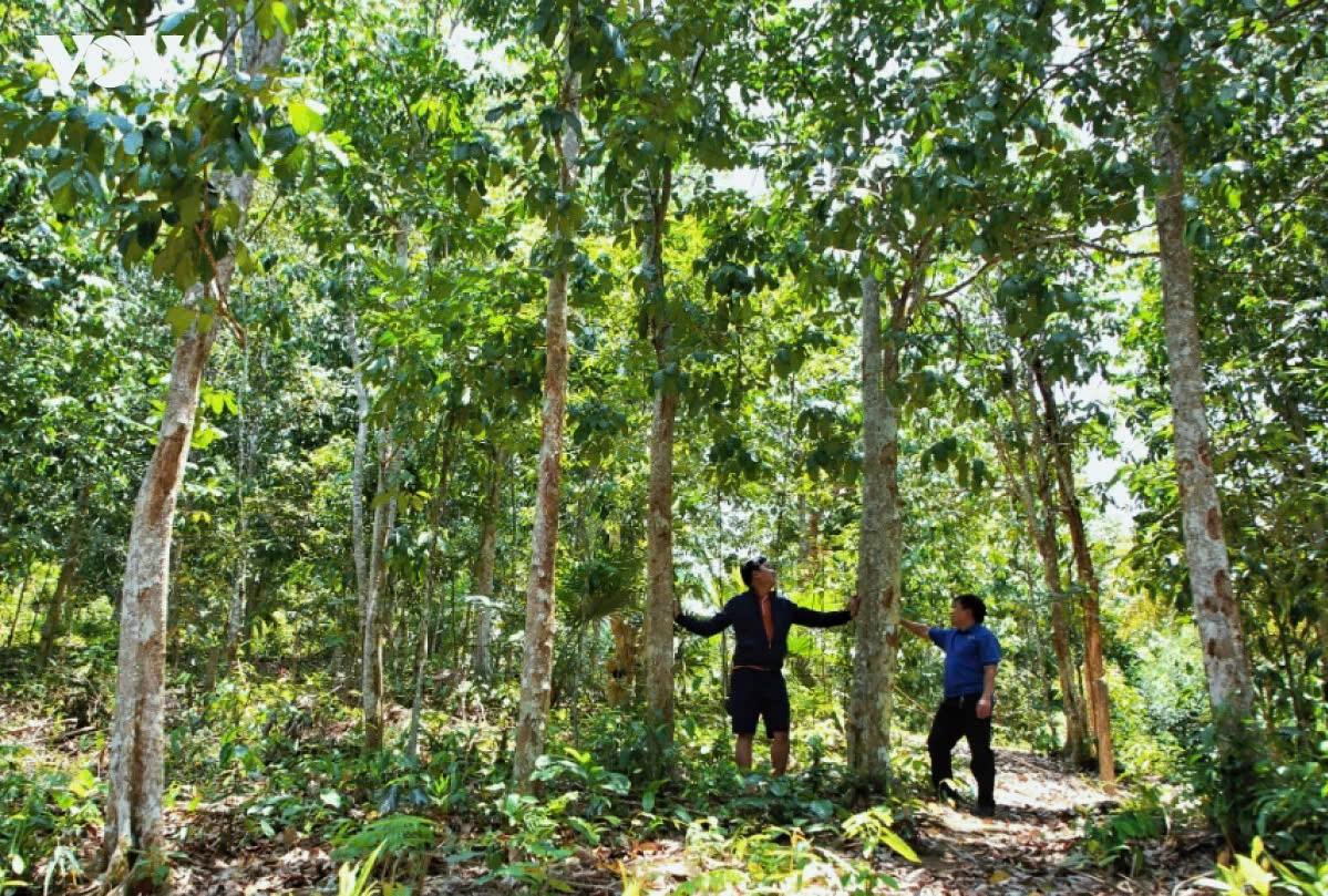 Chuyển từ trồng keo chu kỳ ngắn sang phát triển rừng gỗ lớn: Hướng đi mới cho lâm nghiệp Đà Nẵng