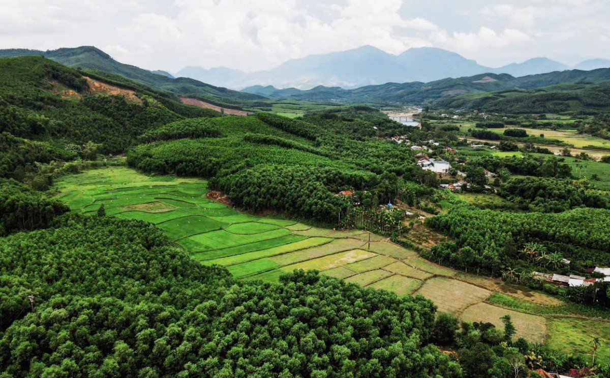 Chuyển từ trồng keo chu kỳ ngắn sang phát triển rừng gỗ lớn: Hướng đi mới cho lâm nghiệp Đà Nẵng