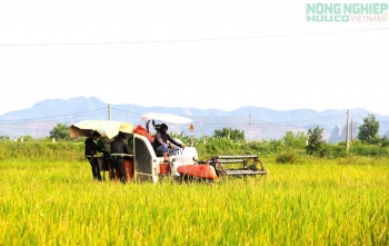 Nghệ An phấn đấu gieo trồng hơn 30.000 ha cây trồng vụ Đông năm 2026