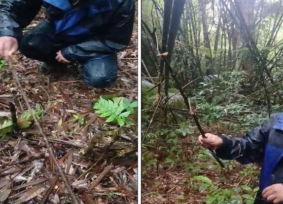 Kịp thời phát hiện và ngăn chặn các hành vi xâm hại động vật rừng