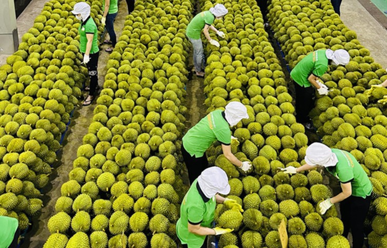 Gỡ %22điểm nghẽn%22 ngành hàng sầu riêng hướng tới xuất khẩu bền vững
