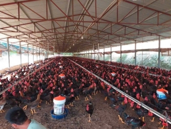 Quảng Ninh: Hướng dẫn công tác đảm bảo an toàn cho vật nuôi trong mùa mưa bão năm 2026.
