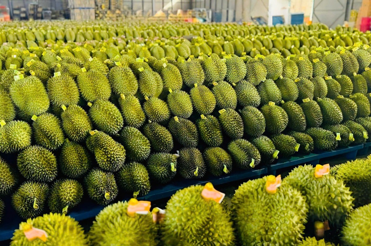 Tháo gỡ khó khăn trong quản lý sầu riêng và phát triển nuôi trồng thủy sản
