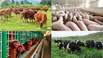 Hưng Yên hỗ trợ tới 2 tỷ đồng cho các cơ sở chăn nuôi công nghệ cao