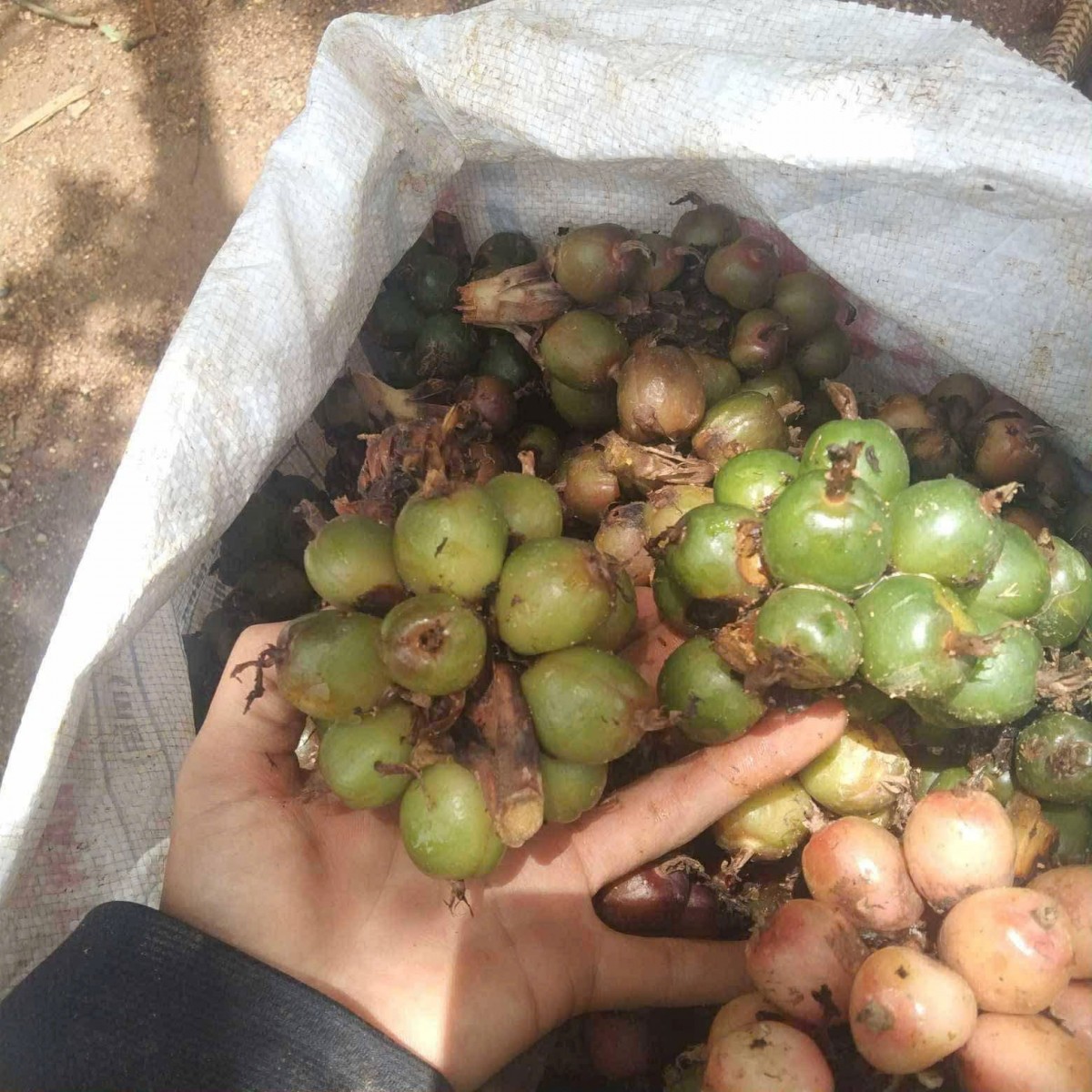 Quả sa nhân sau thu hoạch là nguyên liệu có giá trị trong sản xuất dược liệu, mở thêm cơ hội nâng cao thu nhập cho người dân vùng cao Mường Quàng. Ảnh minh hoạ