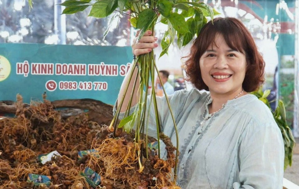 huynh sam chap canh dua sam ngoc linh vuon xa