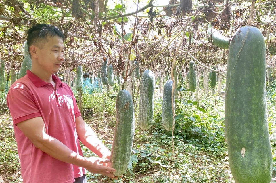 hieu qua tu chuyen doi cay trong o vung que dat khong nghi bon mua xanh