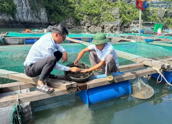 Quảng Ninh đề xuất mở rộng không gian nuôi trồng thủy sản biển lên gần 140.000 ha.