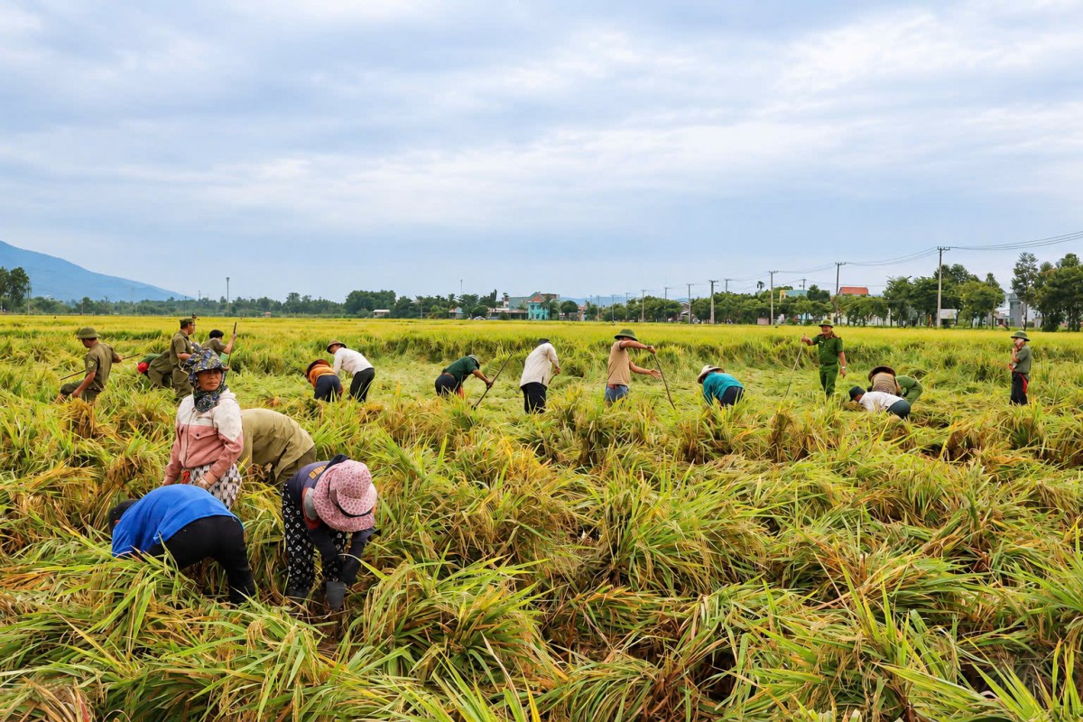 Mưa lớn quật ngã lúa, cả xã lội bùn 