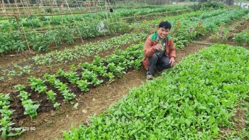 Nhóm rau hữu cơ Trại Hòa trở lại PGS: Niềm tin được khôi phục từ sự đồng hành