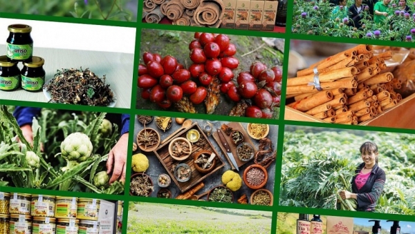 Lào Cai đưa 53 loài cây dược liệu vào danh mục ưu tiên phát triển