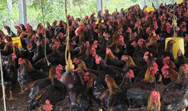 Chăn nuôi đúng quy định để bảo vệ môi trường và sức khỏe cộng đồng