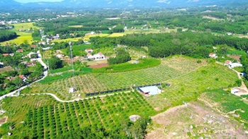 Vùng đồi keo “lột xác” nhờ chuyển hướng trồng ổi ứng dụng công nghệ cao
