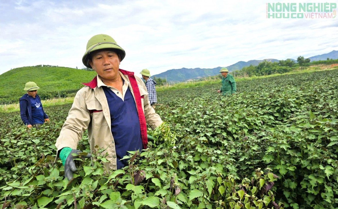 tia to ben re bat nga n ben song con mo huong la m gia u cho nong dan xu nghe