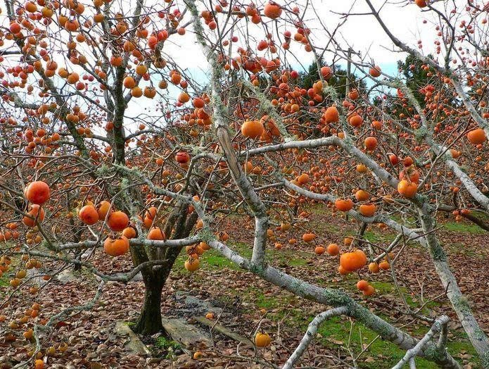 de nhung mua thu hoach trai hong tron ven niem vui