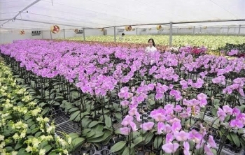 Hướng dẫn cấp mã số cơ sở trồng cho các cơ sở kinh doanh hoa lan