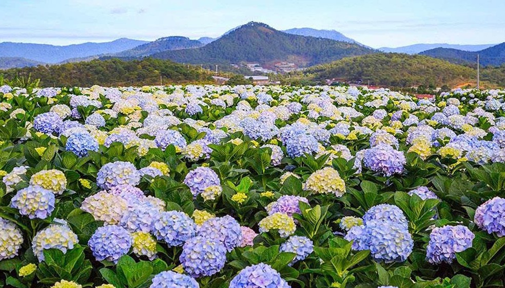 hoa da lat tu sac hoa cao nguyen den co hoi ket noi thi truong
