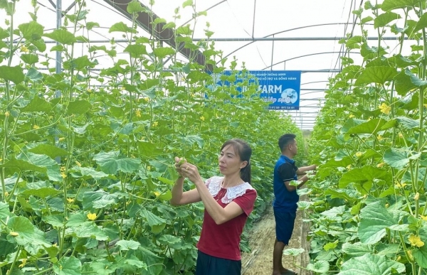 Hợp tác xã Trường Hà bứt phá với mô hình nông nghiệp thông minh