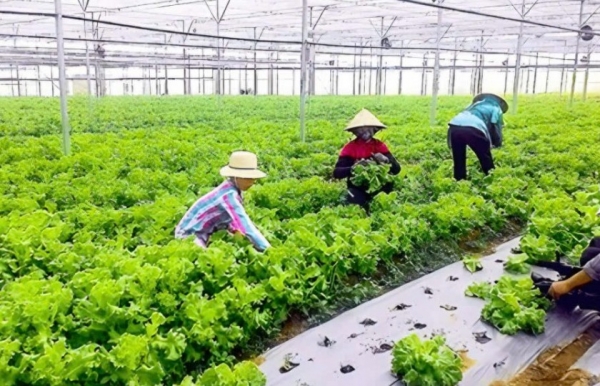 Gia Lai phát triển công nghiệp sinh học, hướng tới nông nghiệp xanh, tuần hoàn bền vững