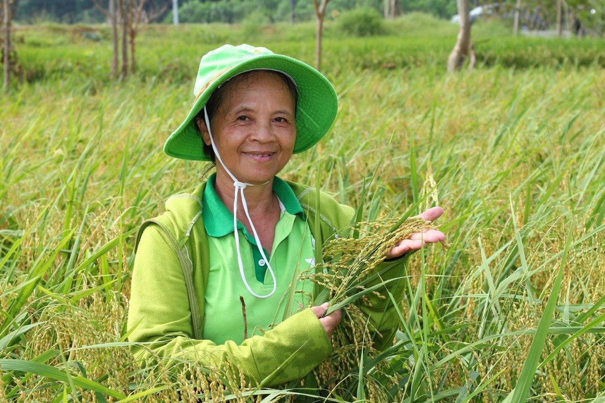 Từ cánh đồng hữu cơ đến thương hiệu “Gạo Tân Trào”