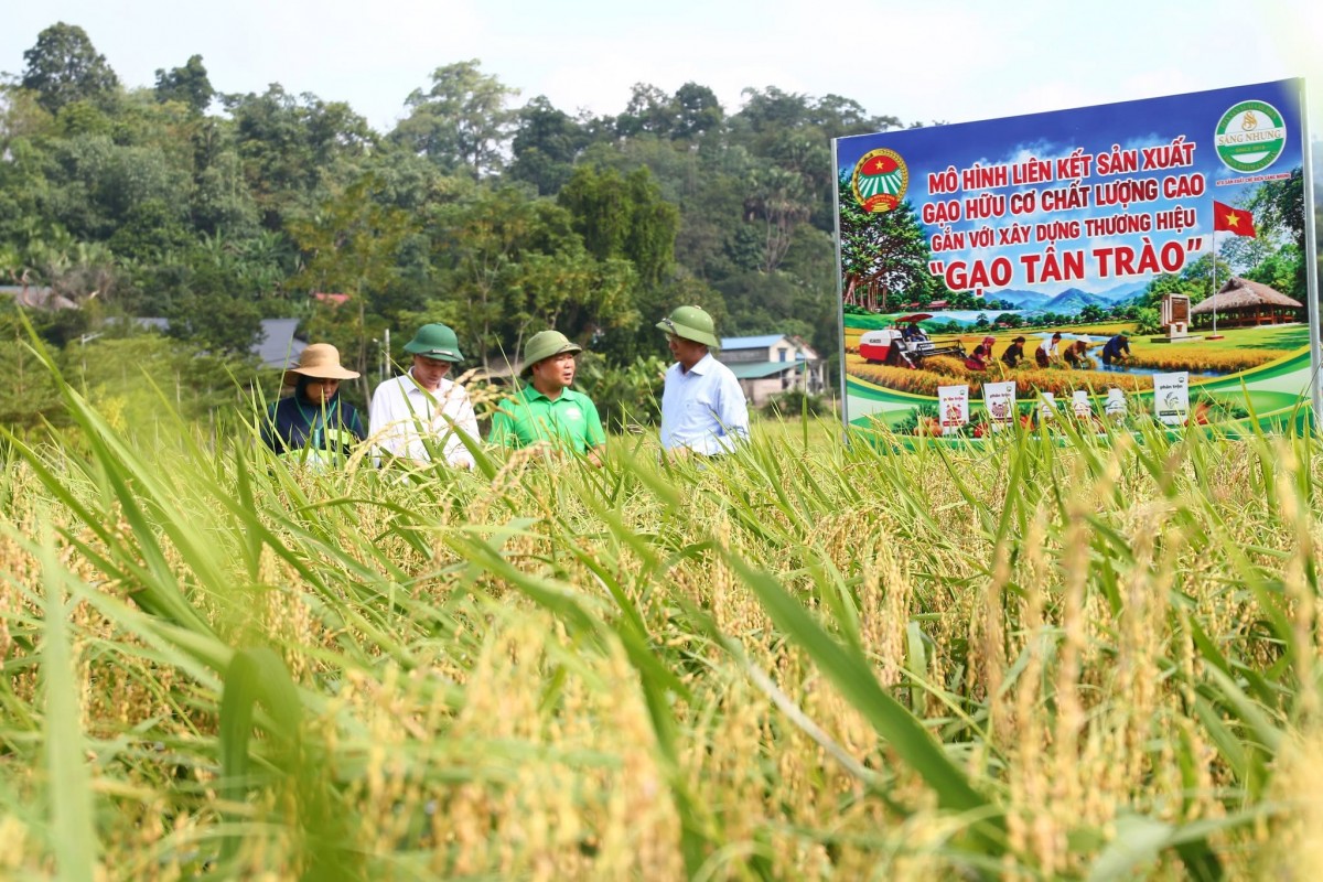 Từ cánh đồng hữu cơ đến thương hiệu “Gạo Tân Trào”