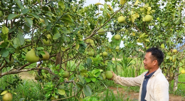 Đà Nẵng: Người dân Phước Năng đổi tư duy, mở hướng làm giàu