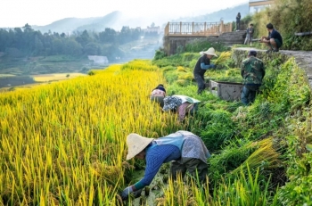 Trung Quốc đặt mục tiêu đạt 725 triệu tấn lương thực vào năm 2030