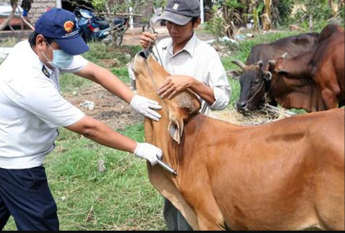 Tp. Huế đẩy mạnh tiêm phòng LMLM, chủ động phòng chống dịch bệnh gia súc