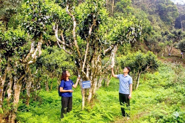 Nông nghiệp hàng hóa từ những vùng trồng có “địa chỉ”