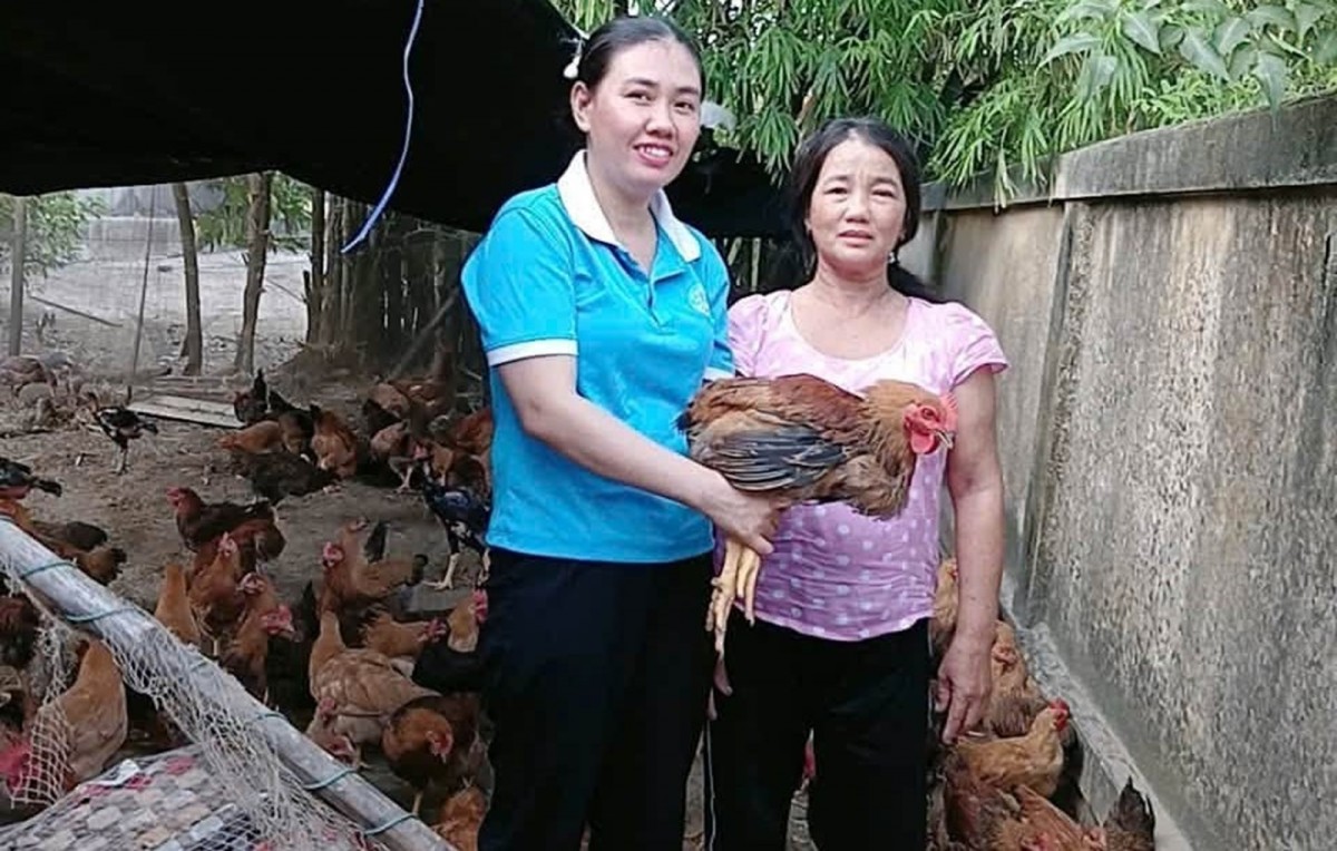 Nuôi gà thịt tạo sinh kế cho hộ nghèo tại Phong Quảng.