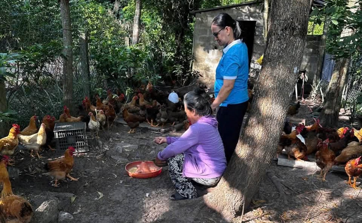 Tín hiệu tích cực từ mô hình nuôi gà thịt, tạo động lực thoát nghèo bền vững