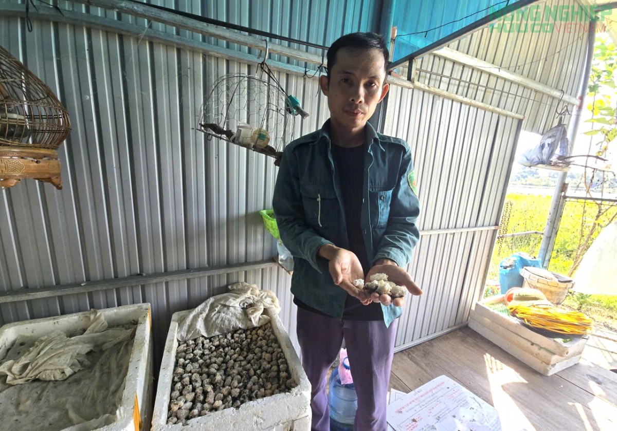 Hiệu quả từ mô hình nuôi ốc bươu của nông dân xã Tân A