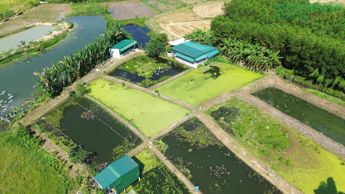 Hiệu quả từ mô hình nuôi ốc bươu của nông dân xã Tân A